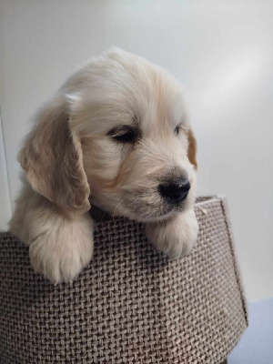 Les chiots de Golden Retriever