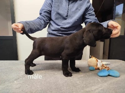 Les chiots de Labrador Retriever