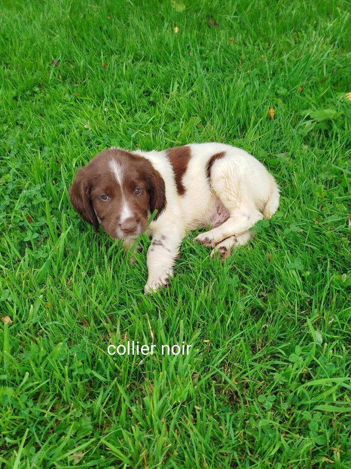 CHIOT - English Springer Spaniel