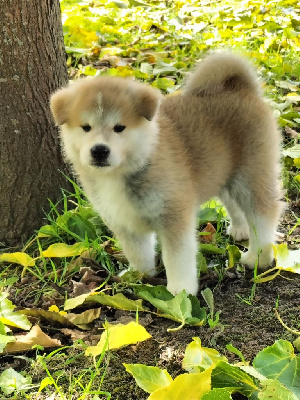 Les chiots de Akita