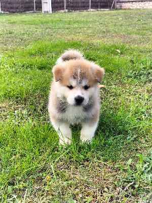 Les chiots de Akita