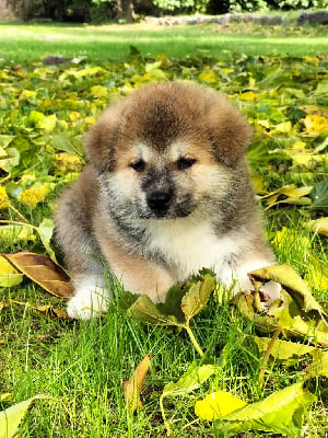 Les chiots de Akita