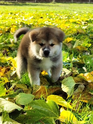 Les chiots de Akita