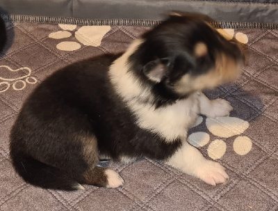 Les chiots de Colley à poil long