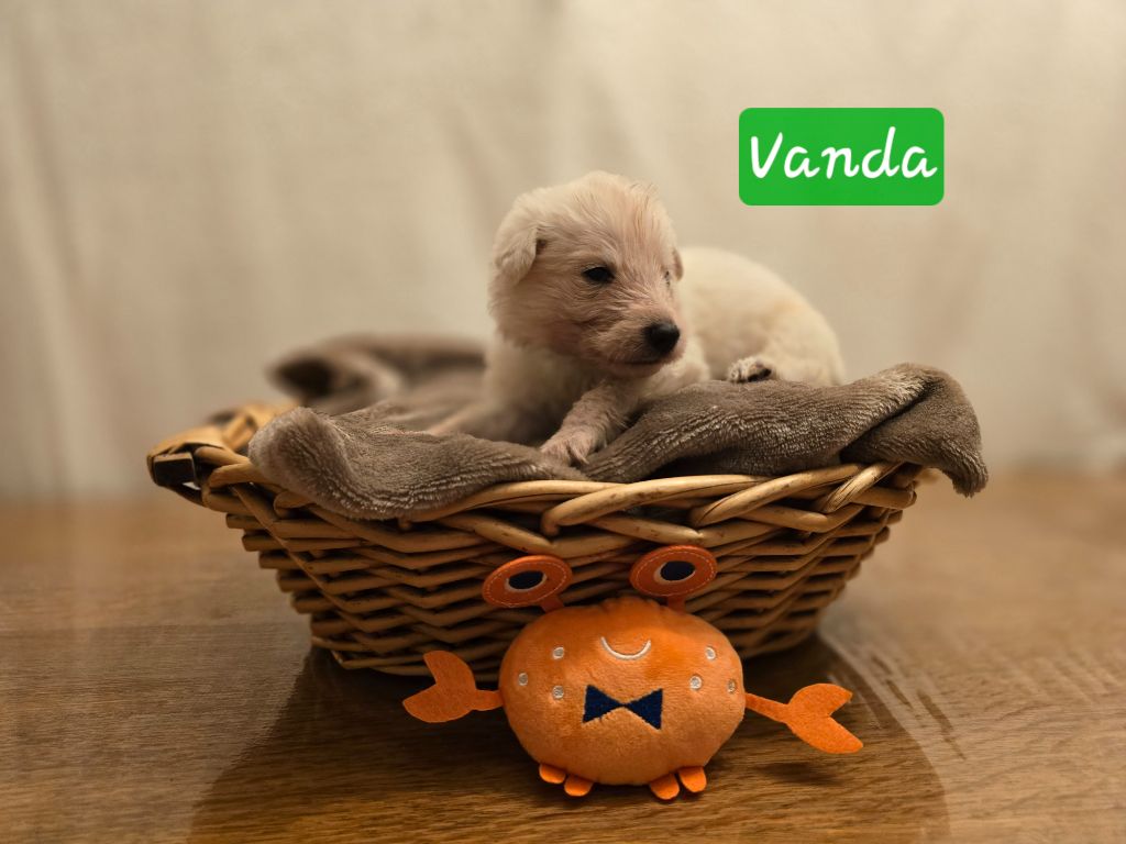 Vanda - Berger Blanc Suisse