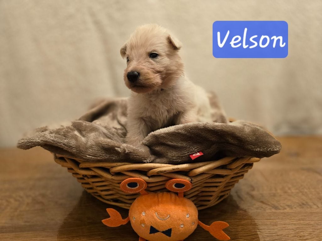 VELSON - Berger Blanc Suisse