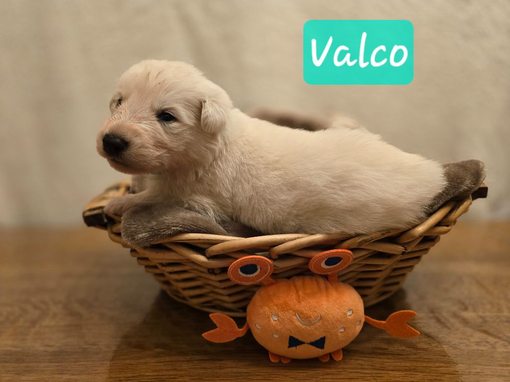 VALCO - Berger Blanc Suisse