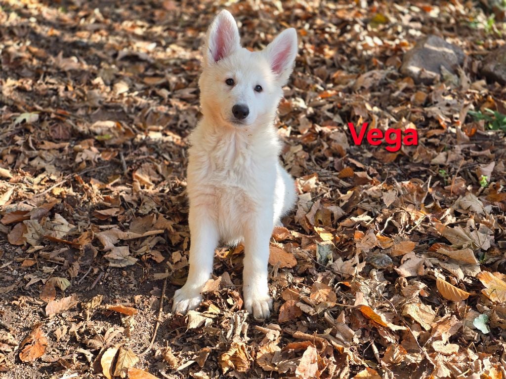 Vega - Berger Blanc Suisse