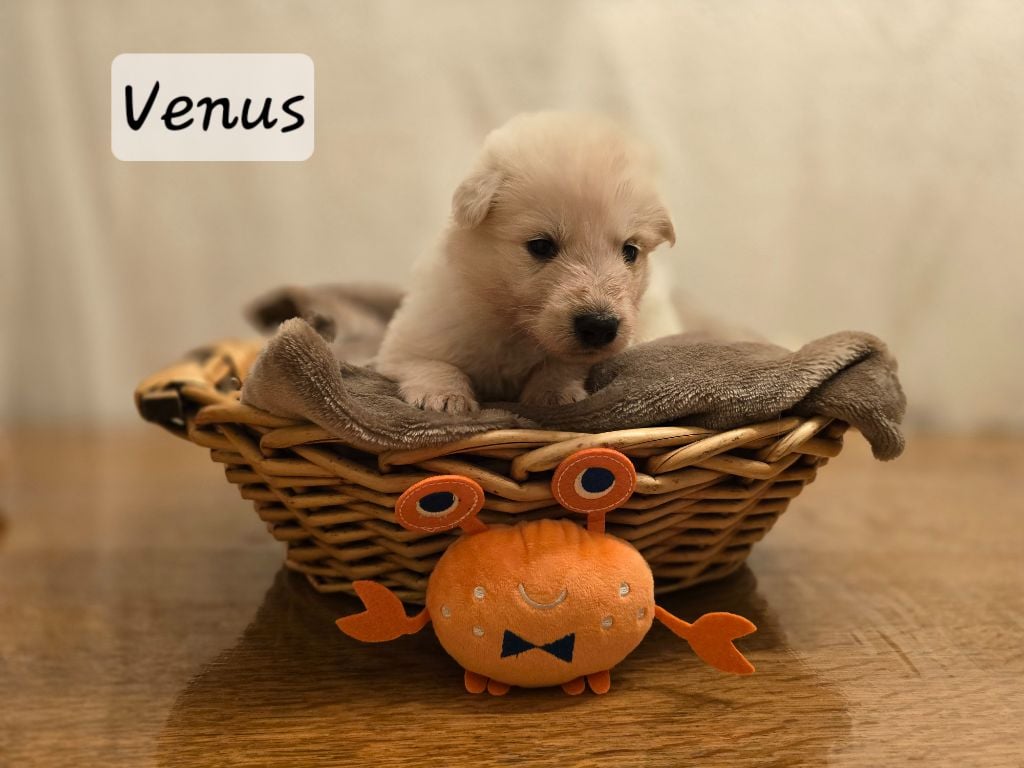 VENUS - Berger Blanc Suisse