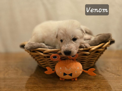 VENOM - Berger Blanc Suisse