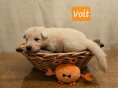 VOLT - Berger Blanc Suisse