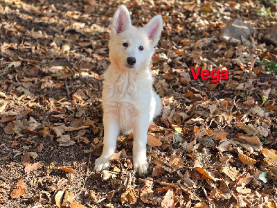 Les chiots de Berger Blanc Suisse