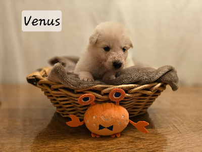 Les chiots de Berger Blanc Suisse