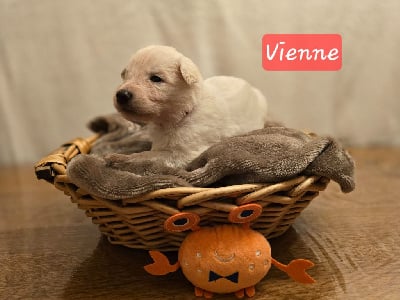 VIENNE - Berger Blanc Suisse