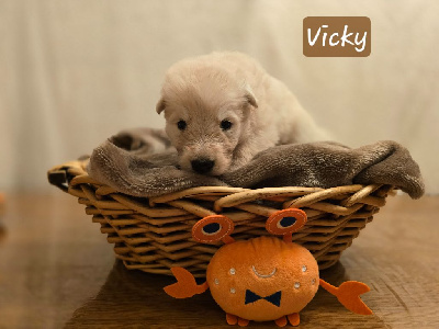 Les chiots de Berger Blanc Suisse