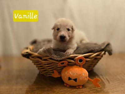 VANILLE - Berger Blanc Suisse