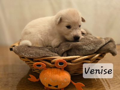 Les chiots de Berger Blanc Suisse