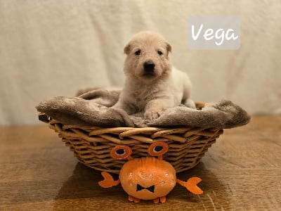 Vega - Berger Blanc Suisse