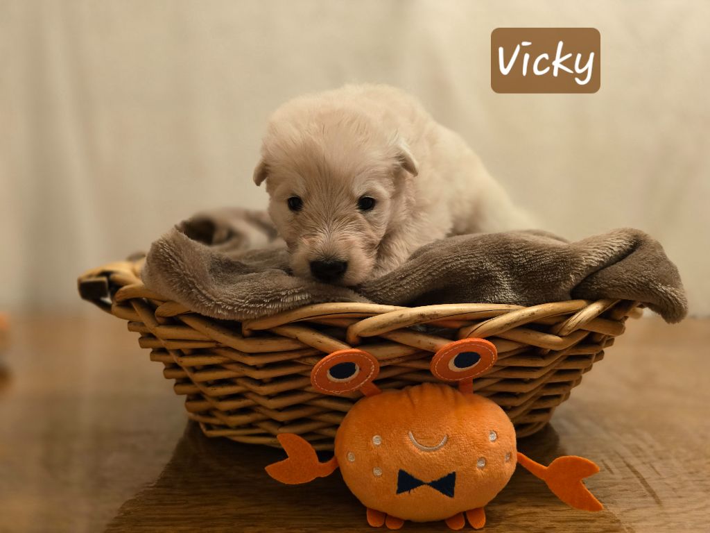 VICKY - Berger Blanc Suisse