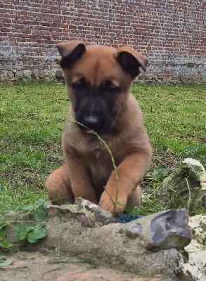 Les chiots de Berger Belge