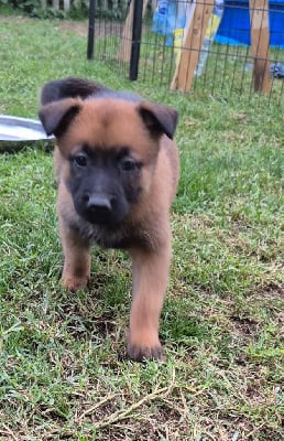 Les chiots de Berger Belge