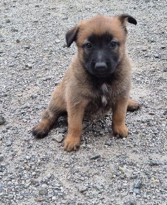 Les chiots de Berger Belge