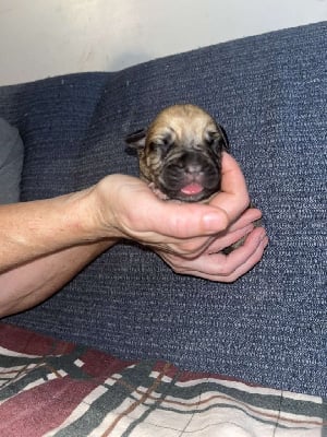 Les chiots de Bullmastiff