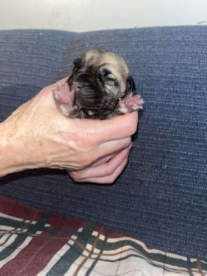 Les chiots de Bullmastiff