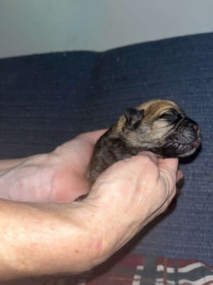 Les chiots de Bullmastiff