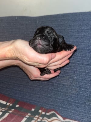 Les chiots de Bullmastiff