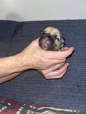 Les chiots de Bullmastiff