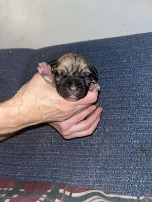 Les chiots de Bullmastiff