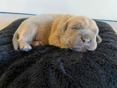 Les chiots de Cane Corso