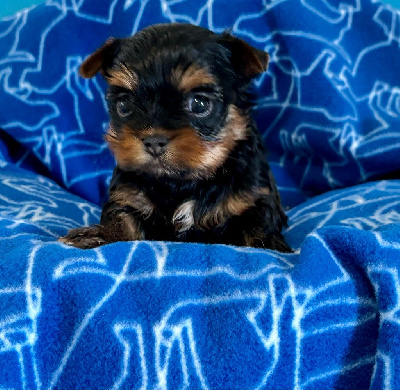 Les chiots de Yorkshire Terrier