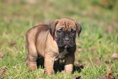 Les chiots de Cane Corso