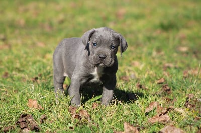 Les chiots de Cane Corso