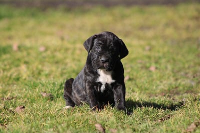 Les chiots de Cane Corso