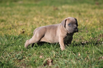 Les chiots de Cane Corso