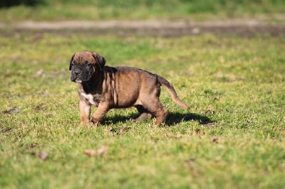 Les chiots de Cane Corso