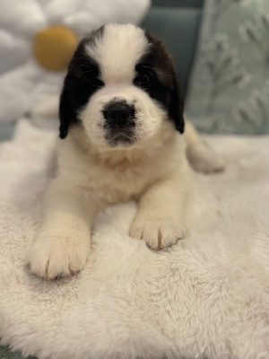 Les chiots de Chien du Saint-Bernard