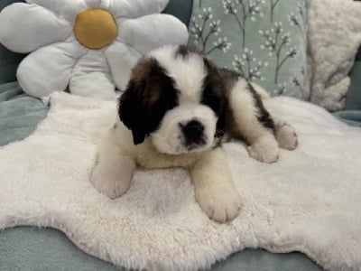 Les chiots de Chien du Saint-Bernard