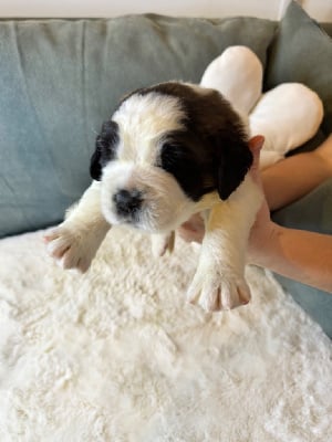 Les chiots de Chien du Saint-Bernard