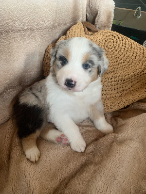 Les chiots de Berger Australien