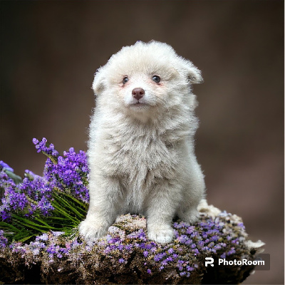 Les chiots de Chien finnois de Laponie