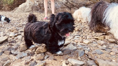 Les chiots de Bichon Havanais