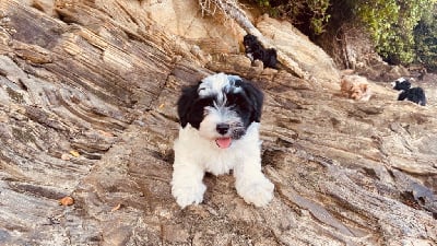 Les chiots de Bichon Havanais