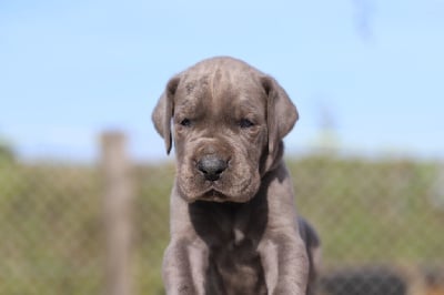 Les chiots de Dogue allemand