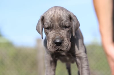 Les chiots de Dogue allemand