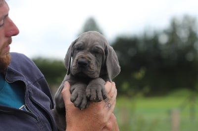 Les chiots de Dogue allemand