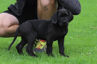 Les chiots de Dogue allemand